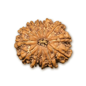 12 Mukhi Nepal Rudraksha |22.16mm|3.00gms