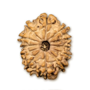 12 Mukhi Nepal Rudraksha |22.37mm|2.29gms