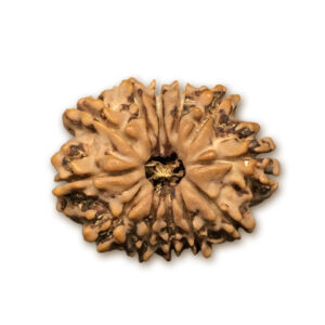 12 Mukhi Nepal Rudraksha |22.36mm|2.55gms