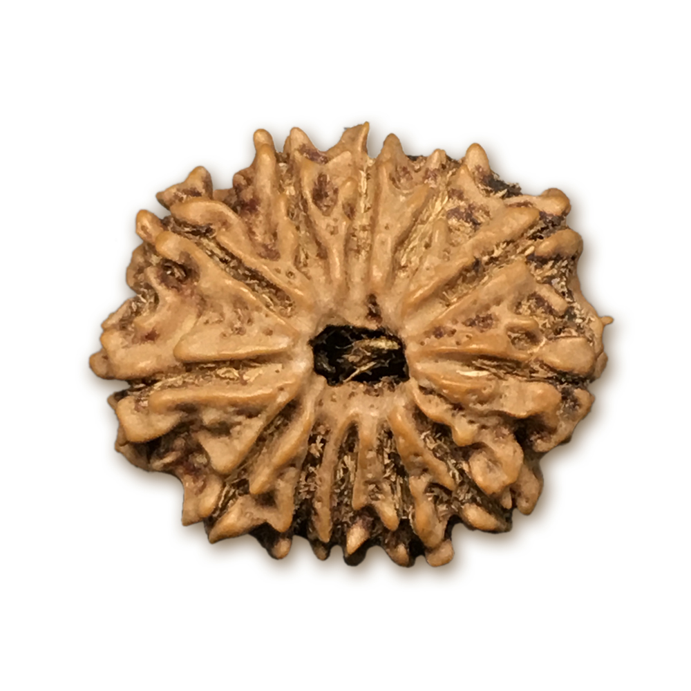 12 Mukhi Nepal Rudraksha |21.57mm|2.25gms