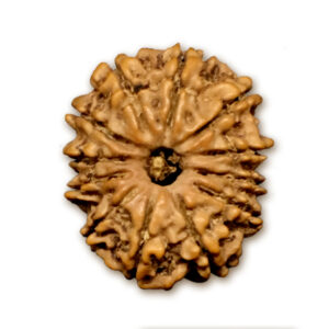 12 Mukhi Nepal Rudraksha |22.22mm|2.69gms