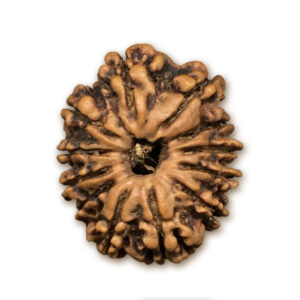 12 Mukhi Nepal Rudraksha |22.49mm|2.44gms