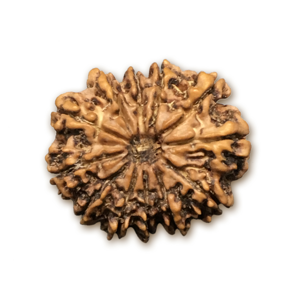 12 Mukhi Nepal Rudraksha |22.34mm|2.45gms
