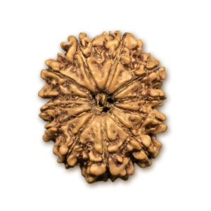 12 Mukhi Nepal Rudraksha |23.40mm|2.59gms