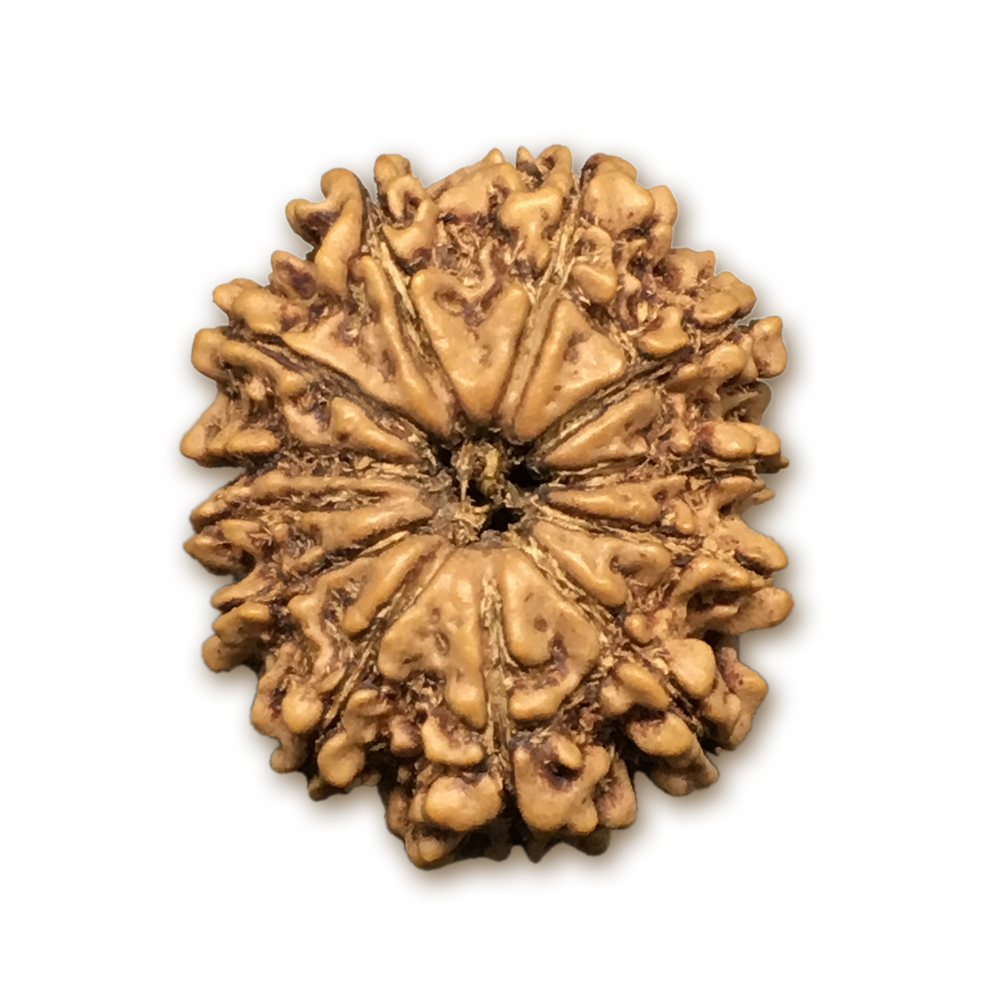 12 Mukhi Nepal Rudraksha |23.40mm|2.59gms