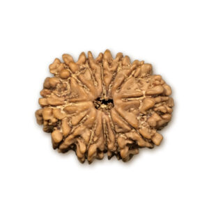 12 Mukhi Nepal Rudraksha |23.20mm|2.65gms