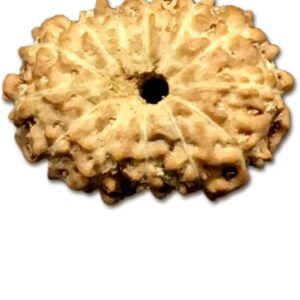 13 Mukhi Indonesian Rudraksha Very Small 8mm-10mm Lab Certified