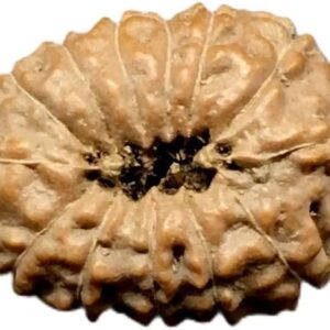 13 Mukhi Indonesian Rudraksha Big 18mm-20mm Lab Certified