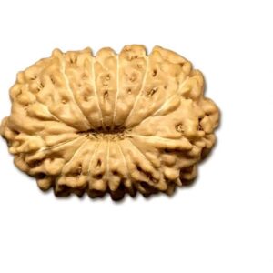 13 Mukhi Indonesian Rudraksha Medium 15mm-17mm Lab Certified