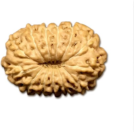 13 Mukhi Indonesian Rudraksha Medium 15mm-17mm Lab Certified