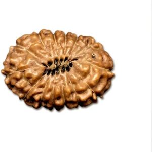 14 Mukhi Indonesian Rudraksha Big 18mm-20mm Lab Certified
