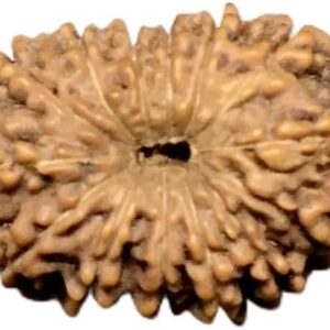 14 Mukhi Indonesian Rudraksha Medium 15mm-17mm Lab Certified