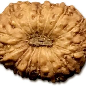 14 Mukhi Indonesian Rudraksha Small 11mm-13mm Lab Certified