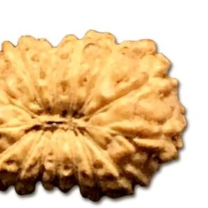 14 Mukhi Indonesian Rudraksha Very Small 8mm-10mm Lab Certified