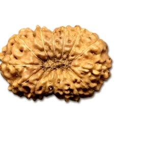 15 Mukhi Indonesian Rudraksha Big 18mm-20mm Lab Certified
