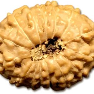 15 Mukhi Indonesian Rudraksha Collector 21mm-23mm Lab Certified