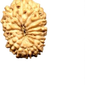 15 Mukhi Indonesian Rudraksha Medium 15mm-17mm Lab Certified