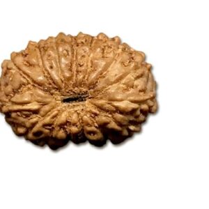 15 Mukhi Indonesian Rudraksha Small 11mm-13mm Lab Certified