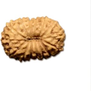15 Mukhi Indonesian Rudraksha Very Small 8mm-10mm Lab Certified