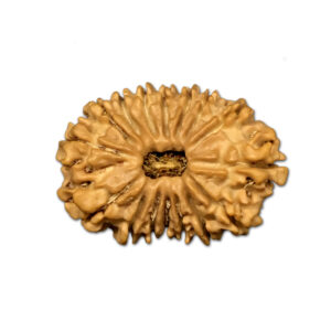 16 Mukhi Nepal Rudraksha |24.86mm|2.42gms