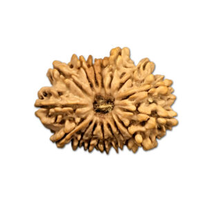 16 Mukhi Nepal Rudraksha |27.80mm|3.58gms