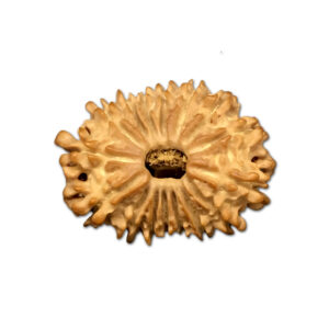 16 Mukhi Nepal Rudraksha |27.23mm|3.28gms