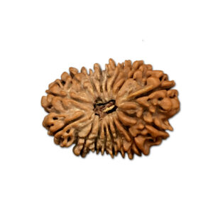 16 Mukhi Nepal Rudraksha |27.62mm|3.56gms