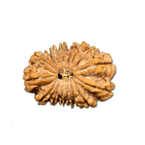 16 Mukhi Nepal Rudraksha |27.33mm|3.68gms