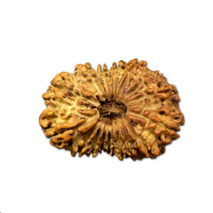 16 Mukhi Nepal Rudraksha |30.29mm|4.00gms