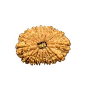 16 Mukhi Nepal Rudraksha |27.89mm|3.39gms