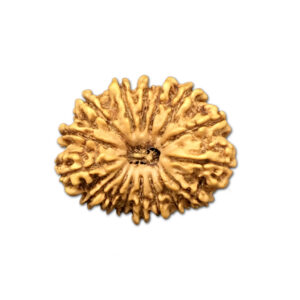 16 Mukhi Nepal Rudraksha |24.48mm|2.64gms