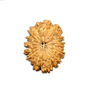 16 Mukhi Nepal Rudraksha |27.85mm|3.99gms