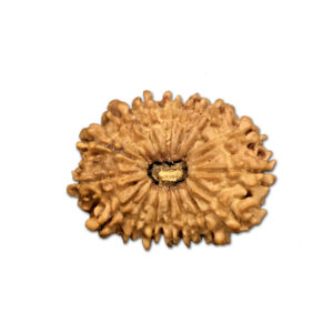 16 Mukhi Nepal Rudraksha |27.77mm|3.84gms