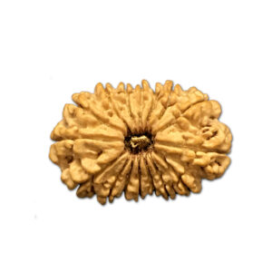 16 Mukhi Nepal Rudraksha |28.51mm|3.13gms