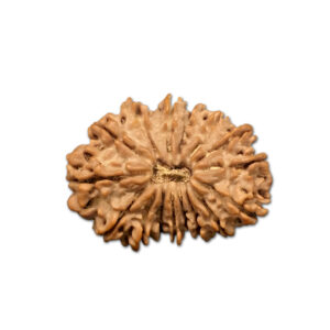 16 Mukhi Nepal Rudraksha |28.75mm|4.44gms