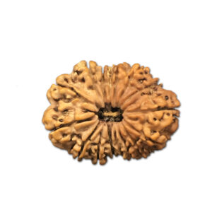 16 Mukhi Nepal Rudraksha |29.27mm|4.00gms