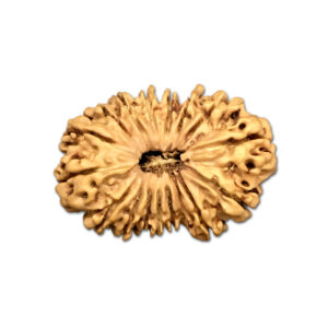 16 Mukhi Nepal Rudraksha |31.78mm|3.31gms