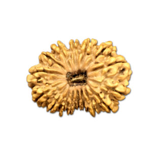 16 Mukhi Nepal Rudraksha |30.62mm|4.61gms