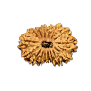 16 Mukhi Nepal Rudraksha |25.38mm|2.15gms