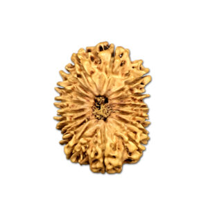 16 Mukhi Nepal Rudraksha |30.68mm|3.82gms