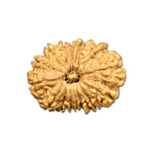 16 Mukhi Nepal Rudraksha |29.27mm|5.00gms