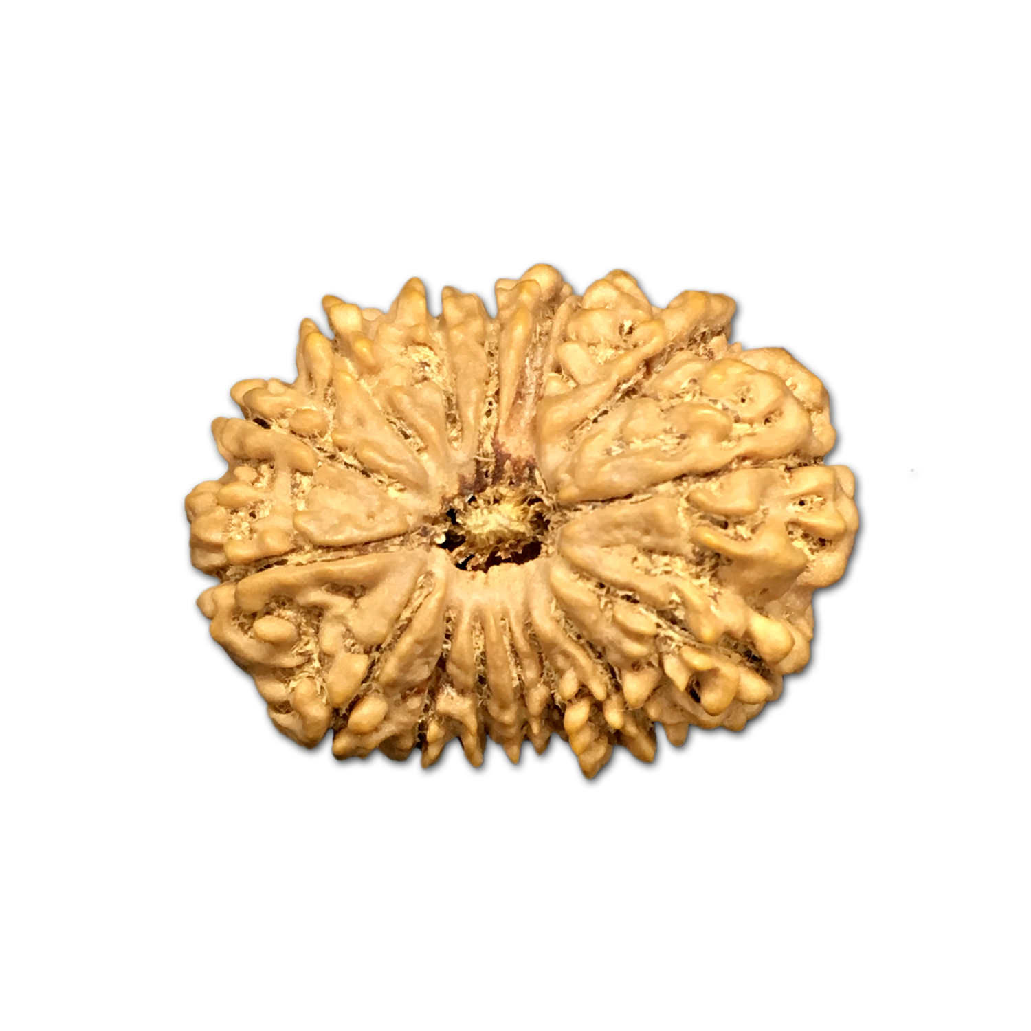 16 Mukhi Nepal Rudraksha |29.27mm|5.00gms