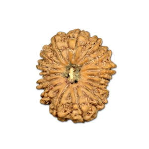 16 Mukhi Nepal Rudraksha |29.32mm|5.45gms