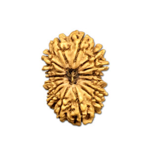 16 Mukhi Nepal Rudraksha |32.28mm|5.29gms