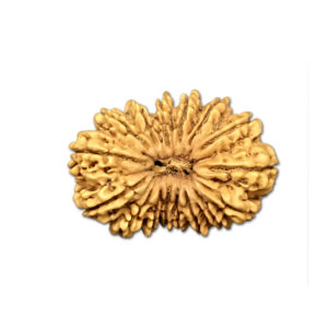 16 Mukhi Nepal Rudraksha |32.22mm|4.32gms