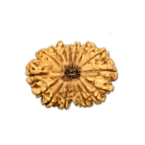 16 Mukhi Nepal Rudraksha |30.76mm|4.24gms