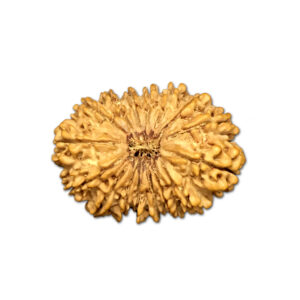 16 Mukhi Nepal Rudraksha |32.59mm|4.77gms