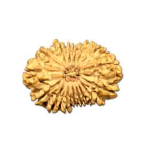 16 Mukhi Nepal Rudraksha |32.43mm|5.55gms
