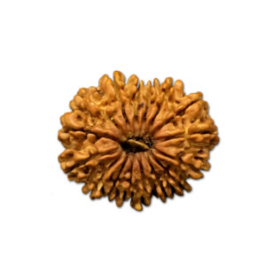 16 Mukhi Nepal Rudraksha |25.59mm|2.76gms