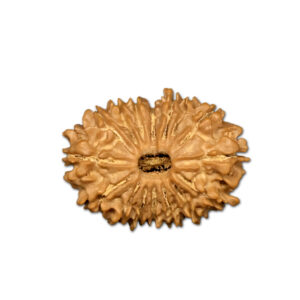 16 Mukhi Nepal Rudraksha |26.00mm|3.17gms